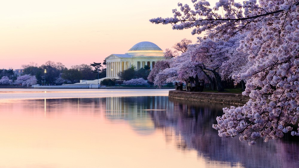 A view of the Jefferson Memorial with cherry trees blooming in the foreground
